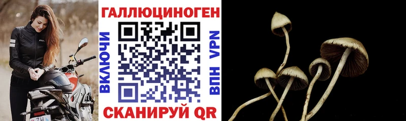 купить цена Биробиджан Псилоцибиновые грибы Cubensis